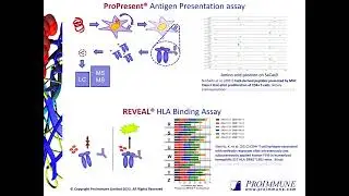 An Integrated Approach and Strategies to Mitigate Immunogenicity Risk