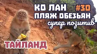 Пляж обезьян на острове Ко Лан. Супер позитивный Манки бич или по-тайски Nual Beach. Обзор, отзывы