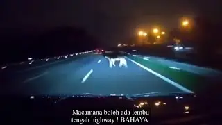 “LEMBU” di Highway..! Pemandu terkejut dan langgar !