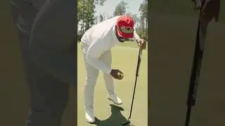 Bird alert 🚨
