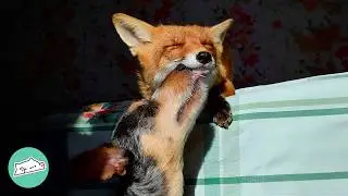 Woman Brings Home A Baby Fox. Now He's Her Everything | Cuddle Buddies