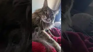 a humble attempt at ciggarrette daydreams with my cat making biscuits