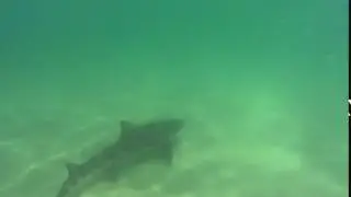 Leopard sharks 10