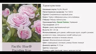 #пасификблю #PacificBlue #голубаяроза #тантау сезон 2023