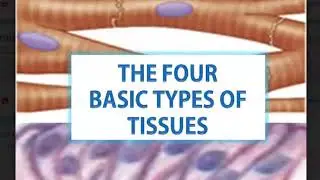 THE FOUR BASIC TYPES OF TISSUES-AN OVERVIEW