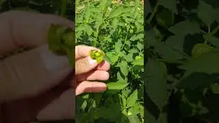 Bu bitkiyi taniyan varmi yorumları bekliyorum