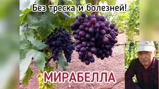 МИРАБЕЛЛА - испытание новой мягкосемянной гибридной формы Щенникова О.Н. (Беларусь, 2021)