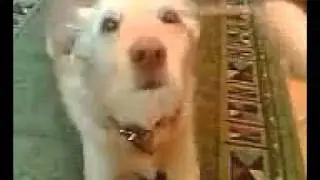 Mein Hund beim Solleti Fressen xD
