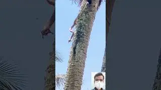 viral snake video || 🔥🤯😱 #shorts #shortfeed #short