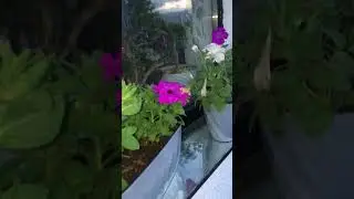 Бабочка Бражник в петуньях.