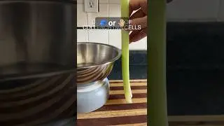 Celery Violin 🎻