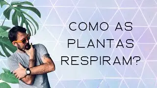 Como as plantas respiram?