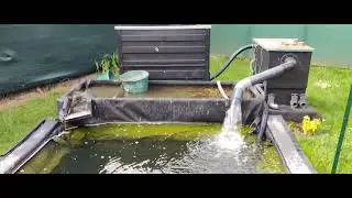 suppression lagunage bassin carpe koi