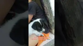 Saat Alvin Bersama Si Doggy #adadishorts #anjinglucu #sidogy#Puppy#blogsvideo #sialvino