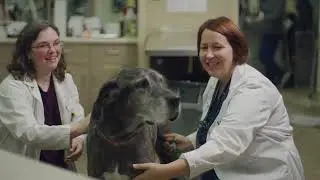 Dr. Nadolski’s Journey from Veterinary Internship to Criticalist