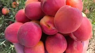 Абрикос Тотем. Apricot Totem. Смачний, червоний сорт