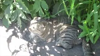 Кошка Буся 