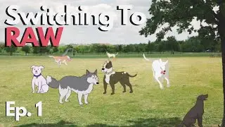 How To Transition Your Dog To Raw Food | Ep. 1
