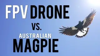 FPV DRONE vs. AUSTRALIAN MAGPIE.... How to out manoeuvre an angry bird...