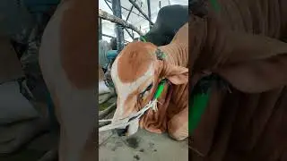 Unique Face Bull 