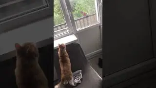 Оскар и голуби 🦋 #котовлог #catshorts #catlover