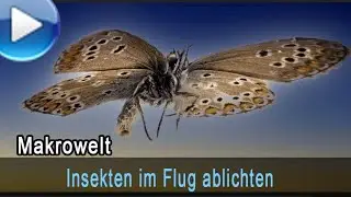 Insekten im Flug scharf ablichten!