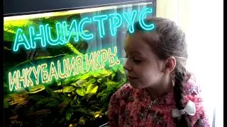 АНЦИСТРУС.  ИНКУБАЦИЯ ИКРЫ | ANCISTRUS. INCUBATION OF EGGS
