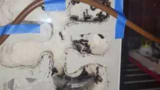 Camponotus modoc colony in a Tarheelants fortress formicarium.