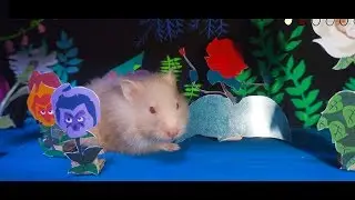 How to Make Alice in Wonderland for Hamster