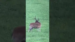 What does he score? #huntshootlive #deerhunting #bigbuck #bigbucks #huntlife #hunt #hunting #buck