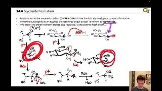 Glycoside Formation
