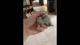 His Crimes tiktok biscuitandbippo