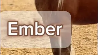 Ember Новая лошадь