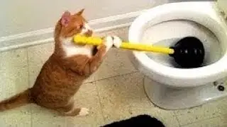 Naughty Cat  😾😻😹  Funny Cats Compilation #1 //  Yaramaz Kediler 😾😻😹 -Komik Kedi Videoları#1