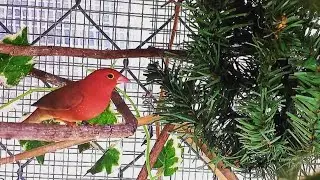 How to set up bird breeding cages for success | Bird cage | Finches