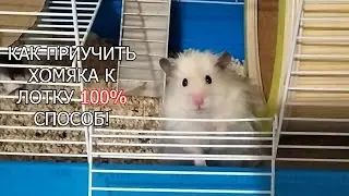 КАК ПРИРУЧИТЬ ХОМЯКА К ТУАЛЕТУ