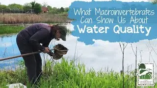 What Macroinvertebrates Can Show Us About Water Quality