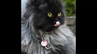 Black Persian Cat