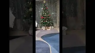 с Рождеством и наступающим Новым годом 🎄🎄🎄 #кот #рыжий
