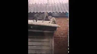 Очень харизматичный кот!
