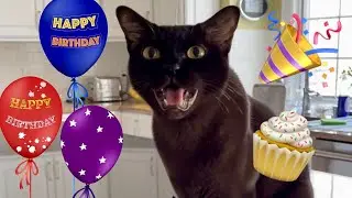 Today is Teddy's 6th Birthday! 💖 Happy Birthday to our Adorable Chatty Sable Burmese Cat 🎉