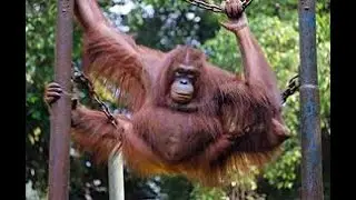 King Of Borneo_ORANG UTAN (live)