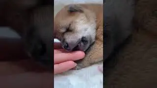 Baby Puppy Barking #puppy #cuteanimals #barking