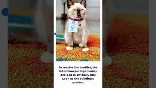 This Stray Cat Hired By Law Office To Stop Complaints #cat #kitten #straycat  #funny