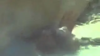 dimakan singa.mp4
