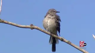 Manomet in Plymouth, Mass., measures climate impact on bird species