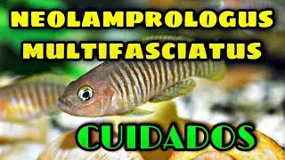 Cuidados del Neolamprologus multifasciatus