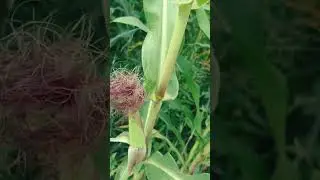 Кукурузы