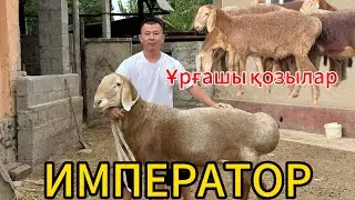 ЕРБОЛ қой шарушылығы +7 700 600 1919
