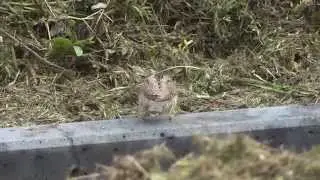 Torcol fourmilier (Jynx torquilla - Eurasian Wryneck) - Paris